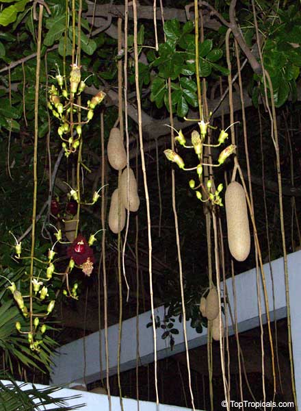 Kigelia africana (commonly known as sausage tree).Multiple parts of the