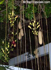 Kigelia pinnata (колбасное дерево) - растение