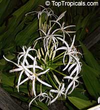 Crinum pedunculatum, Swamp lily, River lily, Spider lily

Click to see full-size image