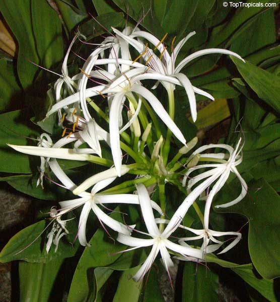 Crinum pedunculatum, Swamp lily, River lily, Spider lily