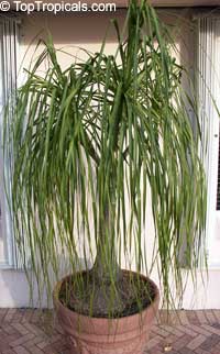 Beaucarnea recurvata - Pony Tail

Click to see full-size image