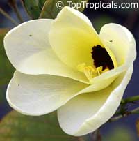 Bauhinia tomentosa, Yellow Orchid Tree, Yellow Bell Bauhinia, St. Thomas Tree

Click to see full-size image