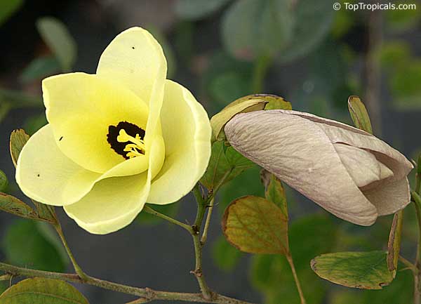 Bauhinia tomentosa, Yellow Orchid Tree, Yellow Bell Bauhinia, St. Thomas Tree