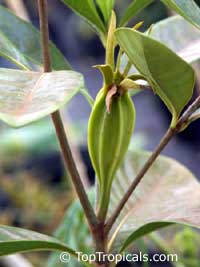 Gardenia vietnamensis, Kailarsenia vietnamensis, Vietnamese Gardenia

Click to see full-size image