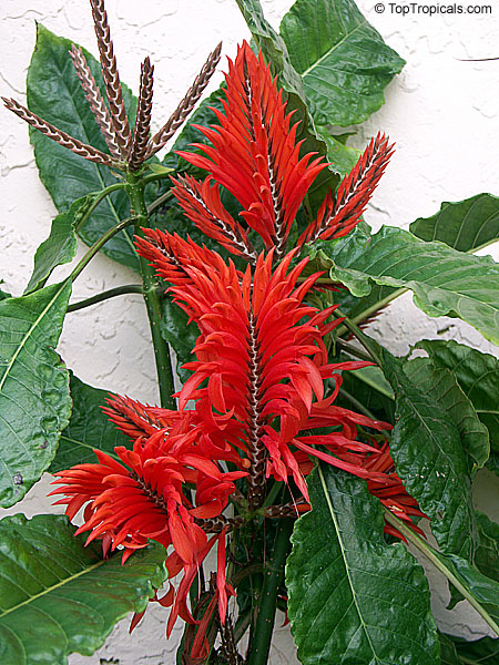 Aphelandra tetragona, Aphelandra cristata, Red Aphelandra