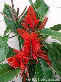 Aphelandra tetragona, Aphelandra cristata, Red Aphelandra

Click to see full-size image