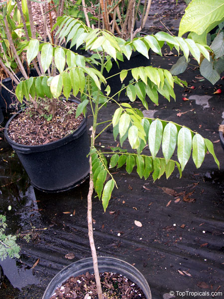 Castanospermum australe, Black Bean, Moreton Bay Chestnut