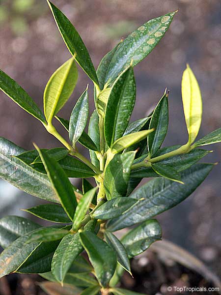 Rheedia aristata, Rheedia macrophylla, Cuban Mangosteen, Garcinia