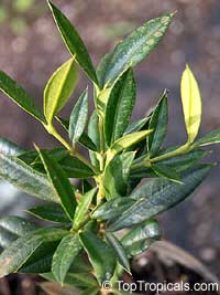Rheedia aristata, Rheedia macrophylla, Cuban Mangosteen, Garcinia

Click to see full-size image