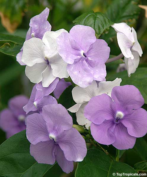 Brunfelsia grandiflora Zodiac lucky plant - Virgo