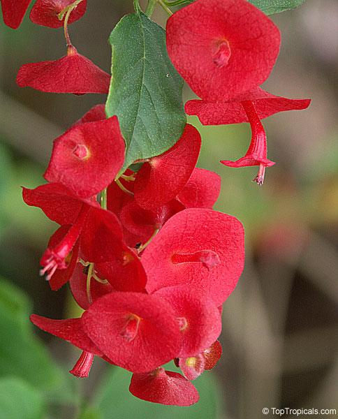 Holmskioldia sanguinea Red Chinese hat 2074 Rare plant nursery Top Tropicals