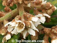 Eriobotrya japonica, Loquat, Japanese Plum, Nispero

Click to see full-size image