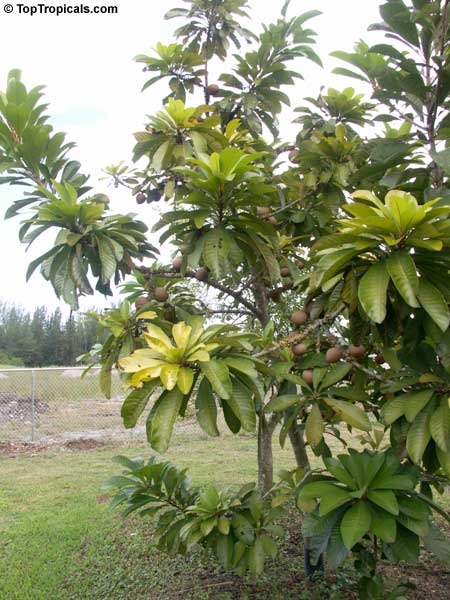 2 Mamey sapote seeds Pouteria sapota Tropical fruit grown in Florida