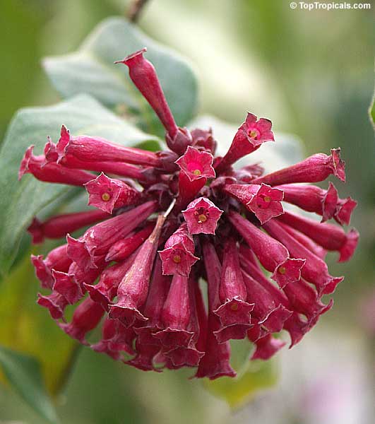 Cestrum newelli - Butterfly flower, Red Cestrum