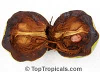 Diospyros digyna - Black Sapote grafted var. Black Beauty

Click to see full-size image