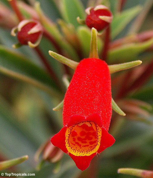 Seemannia sylvatica, Gloxinia sylvatica, Bolivian Sunset Gloxinia