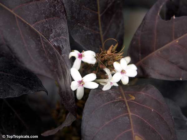 Pseuderanthemum carruthersii 'Black Magic'. Eranthemum nigrum, Black Magic, Sky Flower, Ebony
