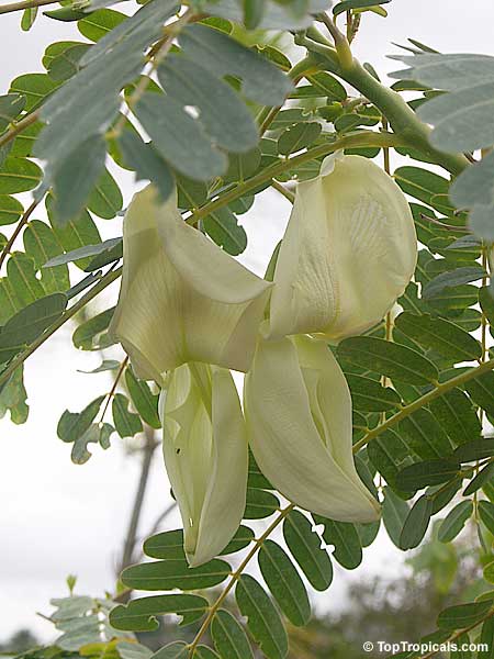20 graines Blanc Sesbania Grandiflora agattti aqati Hummingbird Tree medicinald 472