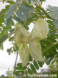 Sesbania grandiflora, Agati grandiflora, Hummingbird Tree, Butterfly Tree, Agati