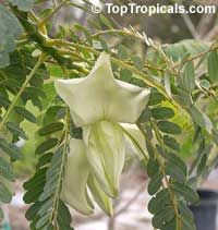 Sesbania grandiflora, Agati grandiflora, Hummingbird Tree, Butterfly Tree, Agati