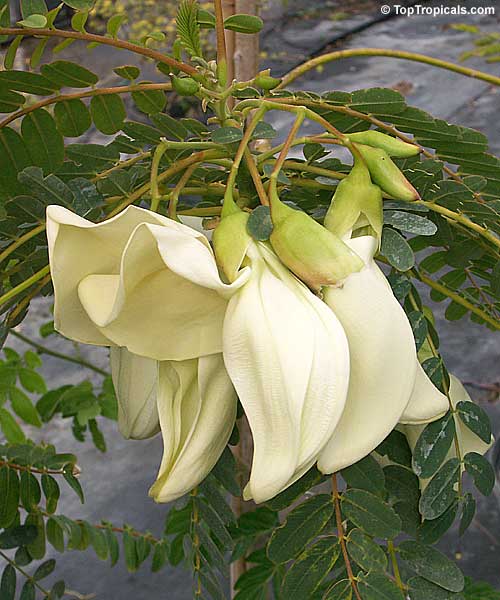 Sesbania grandiflora - Hummingbird Tree, White Flower