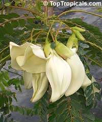 Sesbania grandiflora - Hummingbird Tree, White Flower

Click to see full-size image
