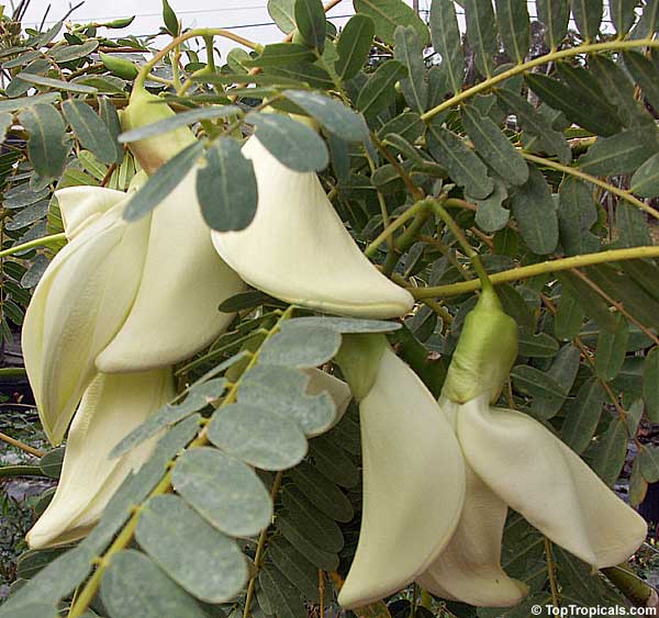 20 graines Blanc Sesbania Grandiflora agattti aqati Hummingbird Tree medicinald 472