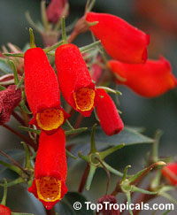 Seemannia sylvatica, Gloxinia sylvatica, Bolivian Sunset Gloxinia

Click to see full-size image