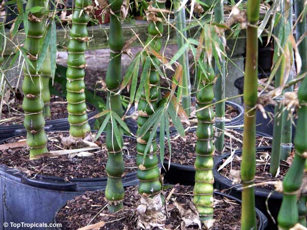 Bambusa sp., Common bamboo. Bambusa vulgaris Wamin