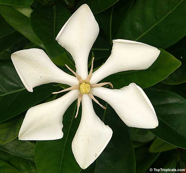 Fragrant Vietnamese Gardenia flower