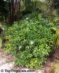 Gardenia vietnamensis, Kailarsenia vietnamensis, Vietnamese Gardenia

Click to see full-size image