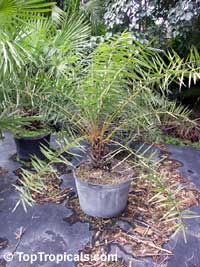 Phoenix sylvestris, Silvester Palm, Toddy Palm, Wild Date Palm

Click to see full-size image