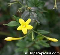 Jasminum odoratissimum, Jasminum floridum, Jasminum fruticans, Showy Jasmine, Florida Jasmine, Yellow Jasmine, Fruity Jasmine

Click to see full-size image