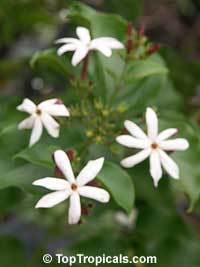 Jasminum dichotomum, Rose Bud Jasmine, Everblooming Jasmine, Gold Coast Jasmine