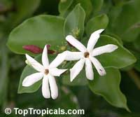 Jasminum dichotomum, Rose Bud Jasmine, Everblooming Jasmine, Gold Coast Jasmine

Click to see full-size image
