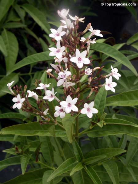 Pseuderanthemum seticalyx, Shooting star, Australian Nerve Flower