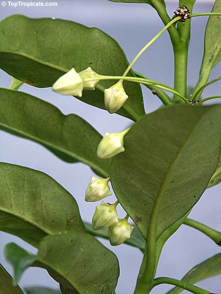 Hoya multiflora, Centrostemma multiflora, Centrostemma platypetalum, Shooting Star Hoya