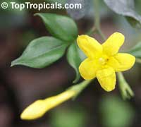 Jasminum odoratissimum, Jasminum floridum, Jasminum fruticans, Showy Jasmine, Florida Jasmine, Yellow Jasmine, Fruity Jasmine

Click to see full-size image