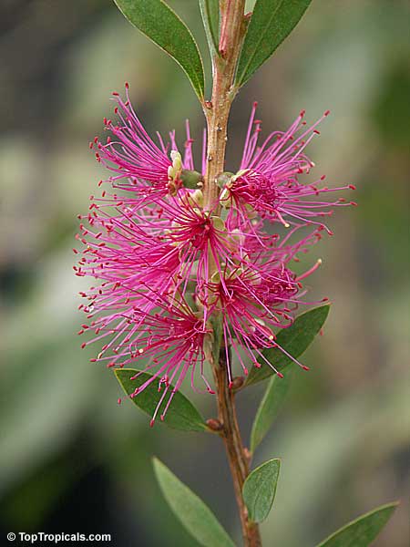 Callistemon sp., Bottlebrush. Pink variety