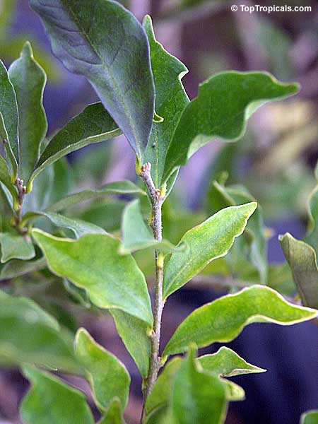 Brunfelsia pauciflora, Brunfelsia calycina, Brunfelsia eximia, Brazil Raintree, Yesterday-Today-Tomorrow. Leaves are pointed