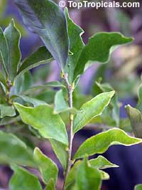 Brunfelsia pauciflora, Brunfelsia calycina, Brunfelsia eximia, Brazil Raintree, Yesterday-Today-Tomorrow

Click to see full-size image