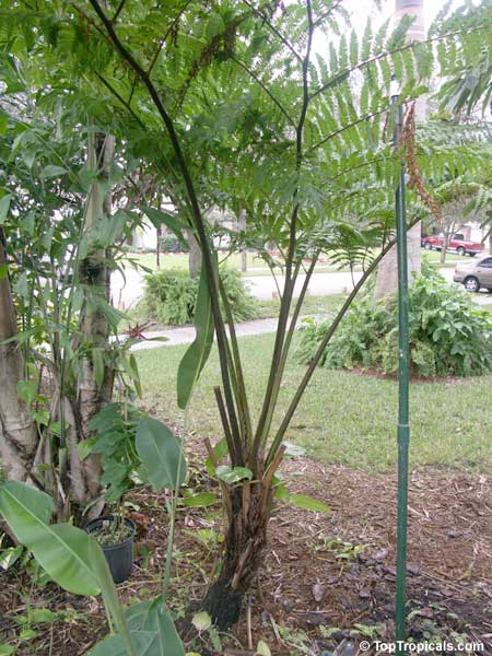 Cyathea cooperi, Sphaeropteris cooperi, Australian Tree fern, Hapuu Fern