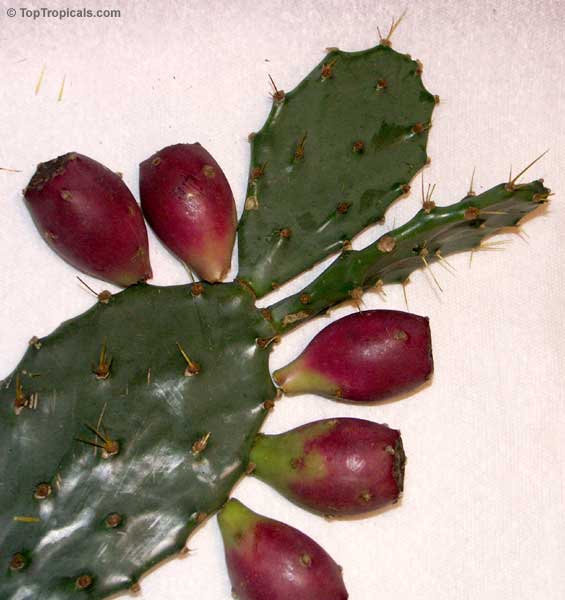 Opuntia phaeacantha, Opuntia engelmanii, Prickly Pear