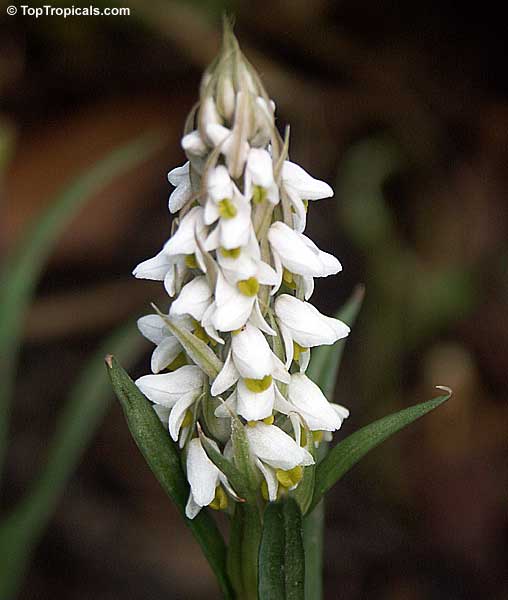 Zeuxine strateumatica, Schlechter soldier's orchid, Centipede Grass Orchid