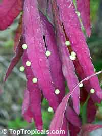 Pseudorhipsalis ramulosa, Rhipsalis ramulosa var. angustissima, Red Rhipsalis

Click to see full-size image