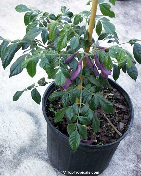 Jacaranda jasminoides, Jacaranda curialis, Bignonia curialis, Maroon jacaranda. Blooming in 1 gal pot