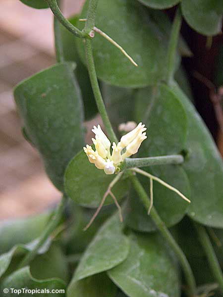 Dischidia platyphylla, Dischidia