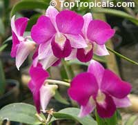 Dendrobium x Phalaenopsis 'Party Queen', Dendrobium 'Party Queen'

Click to see full-size image