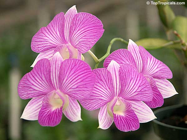 Dendrobium x Phalaenopsis 'Stripe Thailand', Dendrobium 'Stripe Thailand'