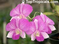 Dendrobium x Phalaenopsis 'Stripe Thailand', Dendrobium 'Stripe Thailand'

Click to see full-size image